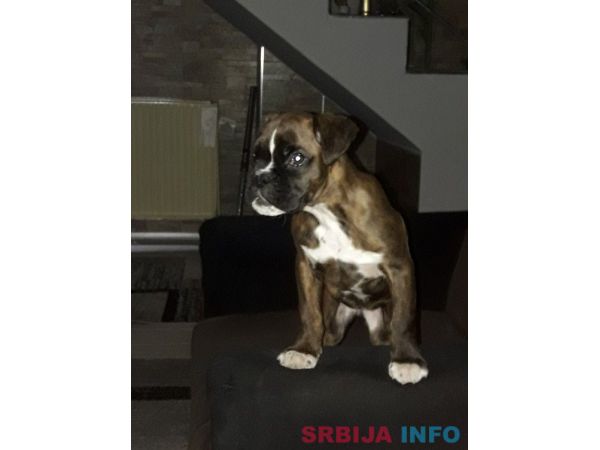 Nemacki Bokser stene