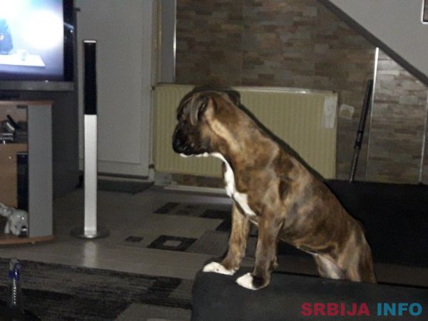 Nemacki Bokser stene