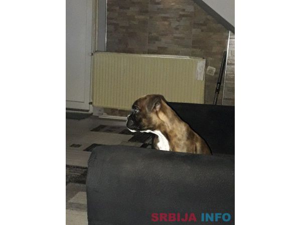 Nemacki Bokser stene