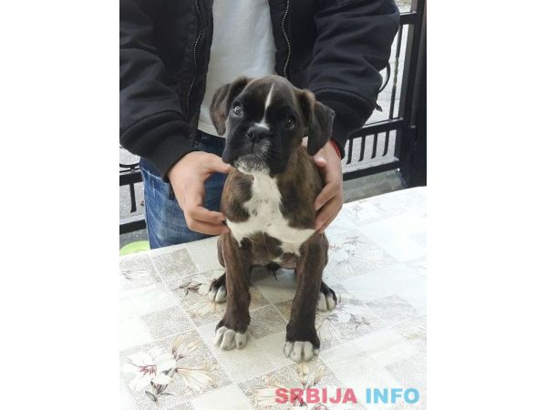 Nemacki Bokser stene