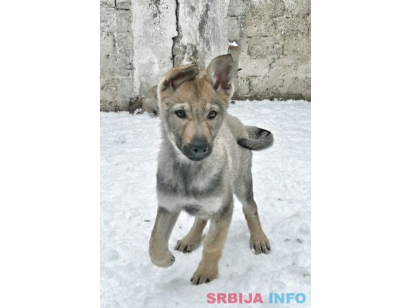 Če&scaron;koslovački vučiji pas &scaron;tenci 