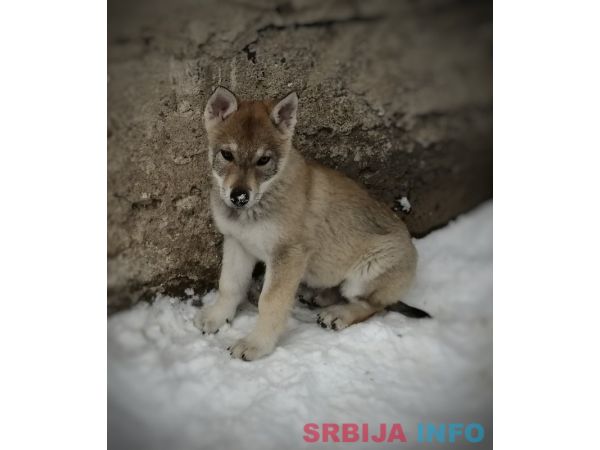 Če&scaron;koslovački vučiji pas &scaron;tenci 