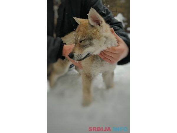 Če&scaron;koslovački vučiji pas &scaron;tenci 