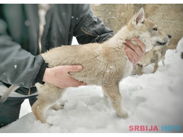 Če&scaron;koslovački vučiji pas &scaron;tenci 