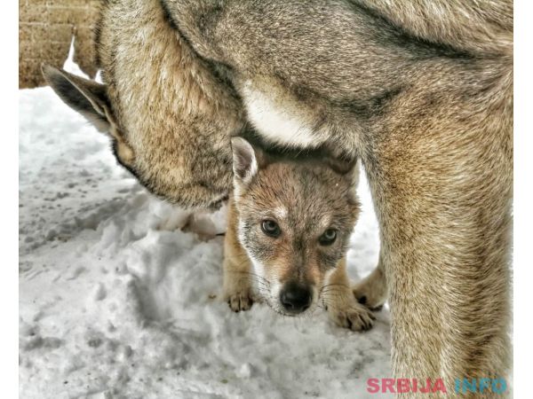 Če&scaron;koslovački vučiji pas &scaron;tenci 