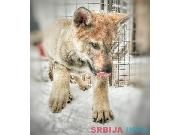 Če&scaron;koslovački vučiji pas &scaron;tenci 