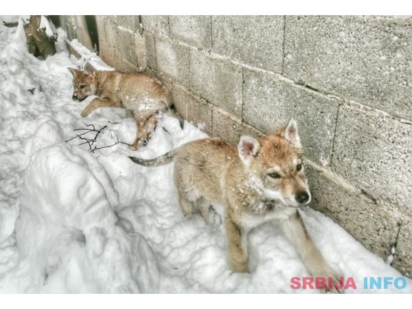 Če&scaron;koslovački vučiji pas &scaron;tenci 