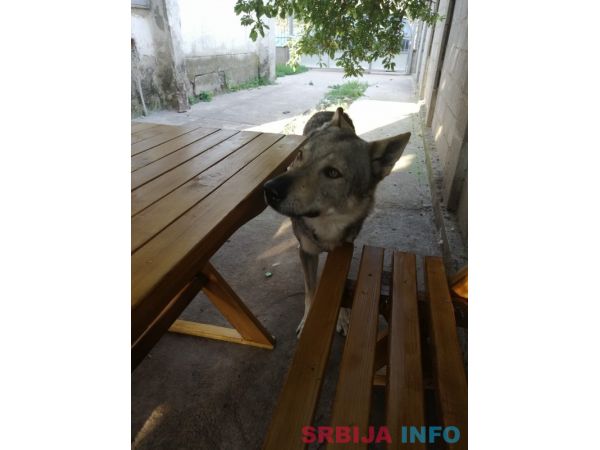 Če&scaron;koslovački vučiji pas &scaron;tenci
