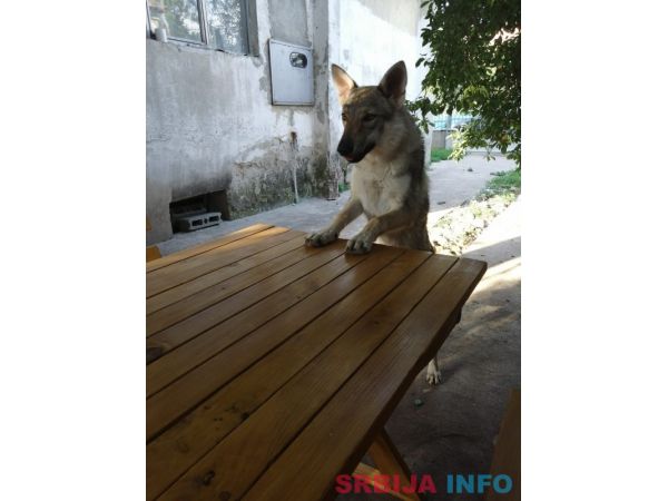 Če&scaron;koslovački vučiji pas &scaron;tenci
