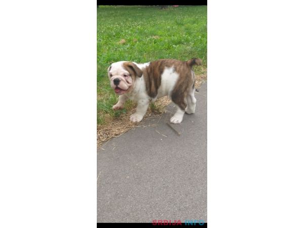 Engleski buldog &scaron;tene