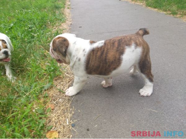 Engleski buldog &scaron;tene