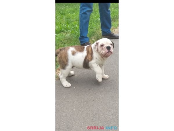 Engleski buldog &scaron;tene