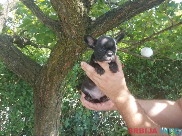 Francuski buldog stenci