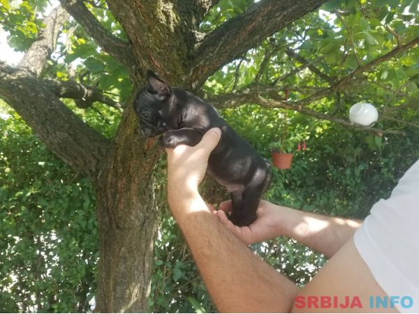 Francuski buldog stenci