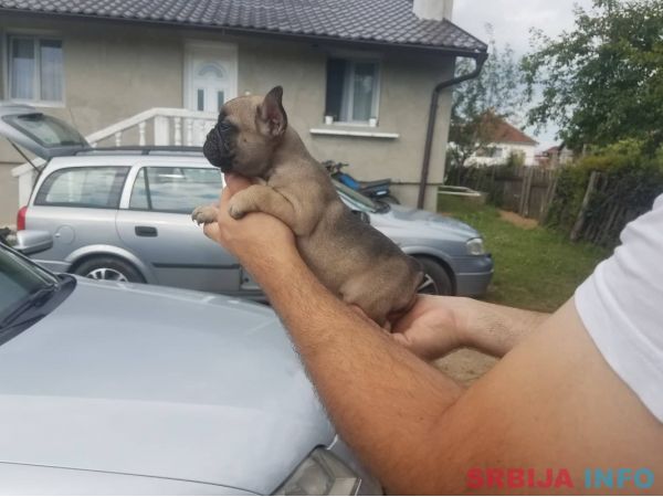 Francuski buldog stenci