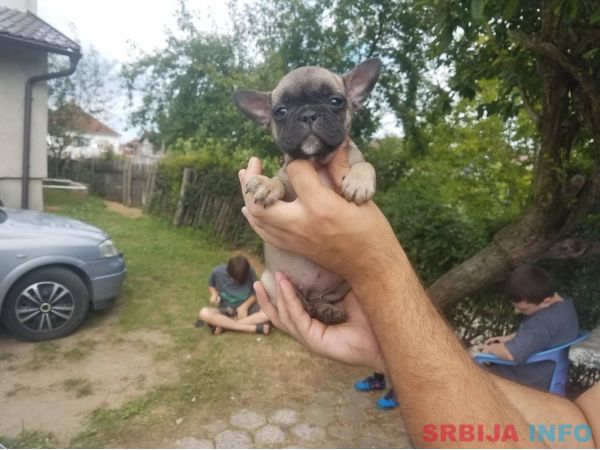 Francuski buldog stenci