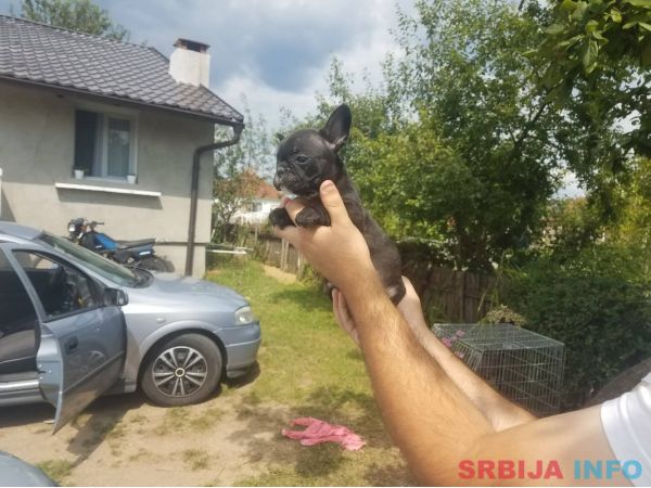 Francuski buldog stenci