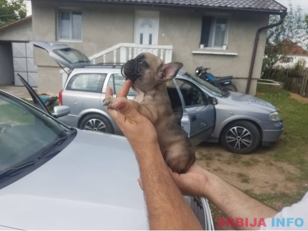 Francuski buldog stenci