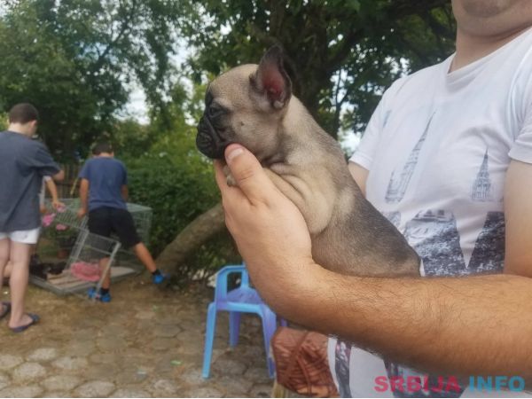 Francuski buldog stenci