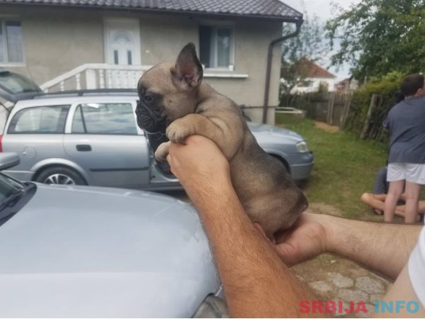 Francuski buldog stenci
