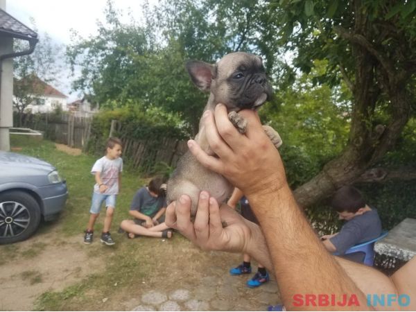 Francuski buldog stenci