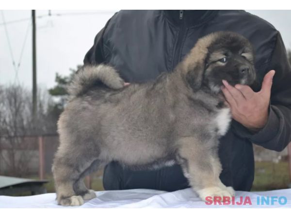 Nemacki ovcar i šarplaninac stenci na prodaju