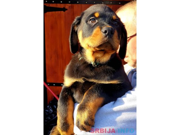 Stenci Rotvajlera na prodaju