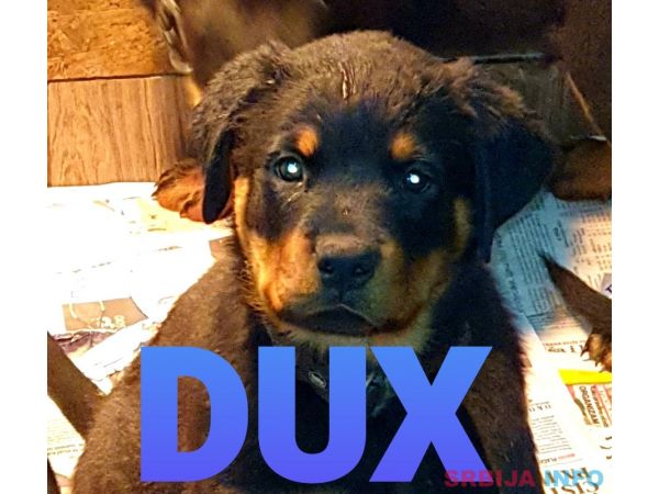 Stenci Rotvajlera na prodaju