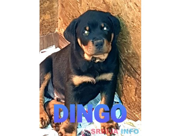 Stenci Rotvajlera na prodaju