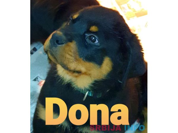 Stenci Rotvajlera na prodaju