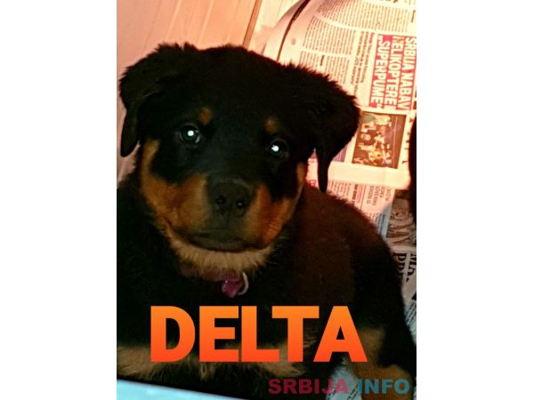 Stenci Rotvajlera na prodaju