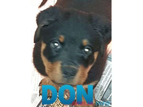 Stenci Rotvajlera na prodaju