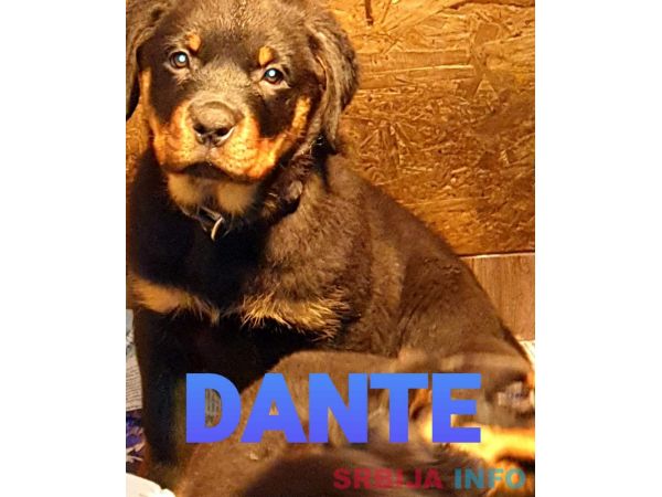 Stenci Rotvajlera na prodaju