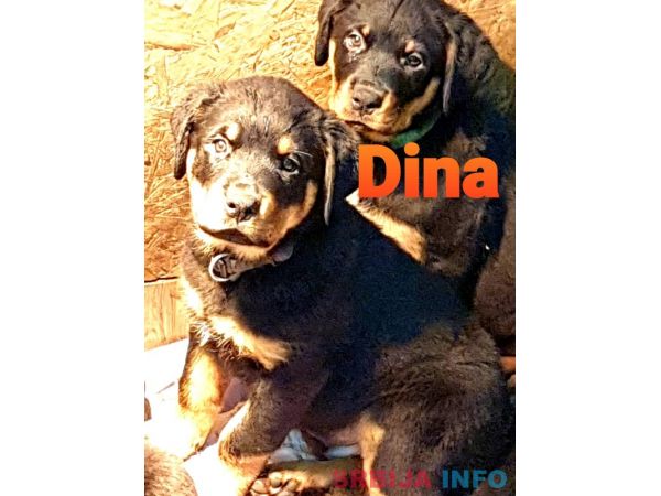 Stenci Rotvajlera na prodaju