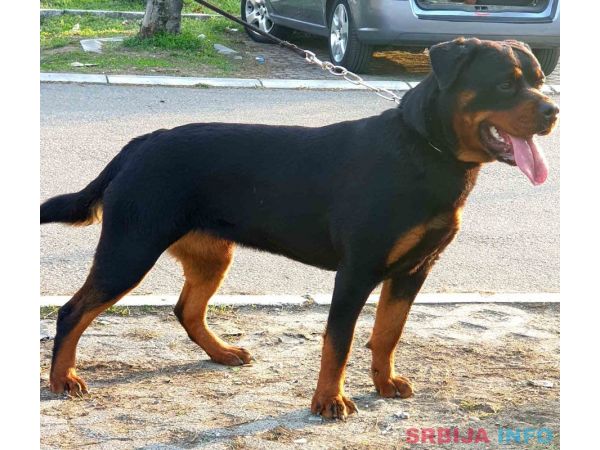 Stenci Rotvajlera na prodaju