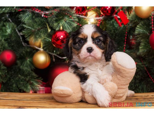 Cavalier king Charles spaniel &scaron;tenci