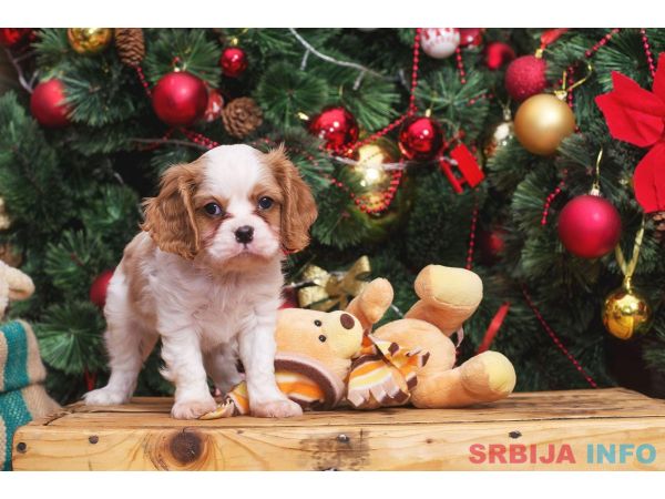 Cavalier king Charles spaniel &scaron;tenci