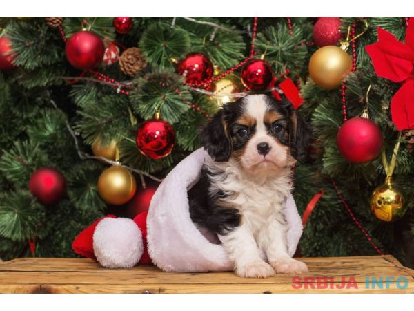 Cavalier king Charles spaniel &scaron;tenci