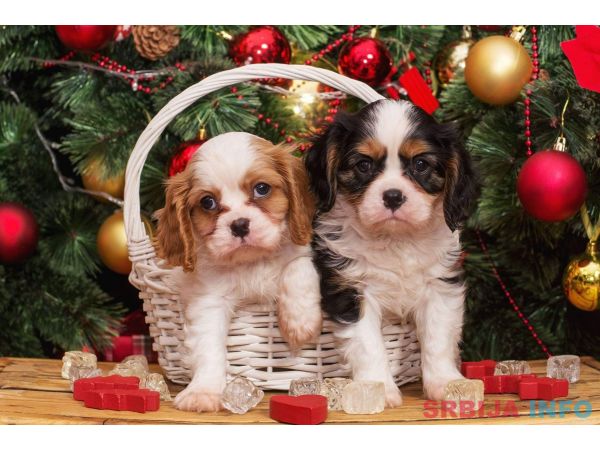 Cavalier king Charles spaniel &scaron;tenci