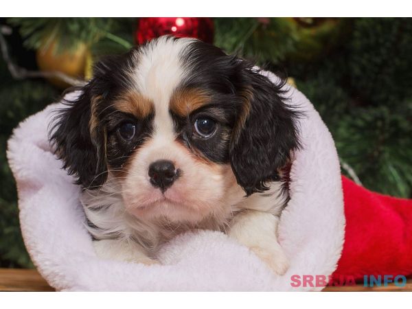 Cavalier king Charles spaniel &scaron;tenci