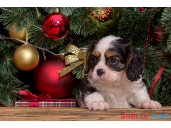 Cavalier king Charles spaniel &scaron;tenci