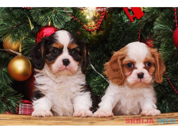 Cavalier king Charles spaniel &scaron;tenci