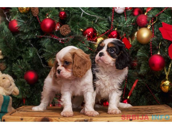 Cavalier king Charles spaniel &scaron;tenci