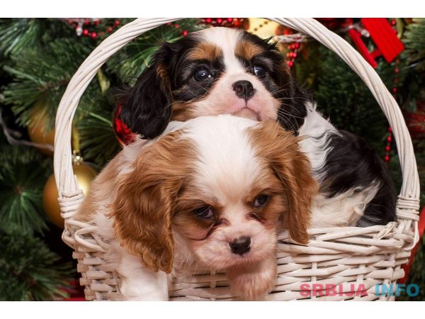 Cavalier king Charles spaniel &scaron;tenci