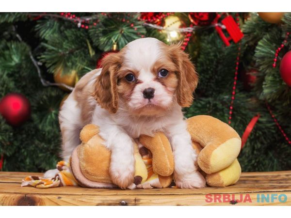 Cavalier king Charles spaniel &scaron;tenci