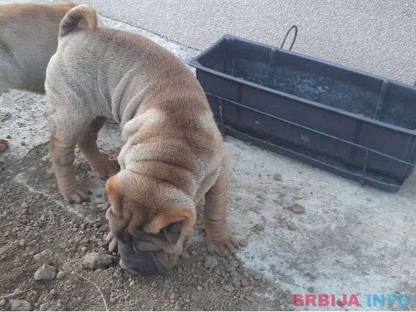 &Scaron;ar pej &scaron;tenci