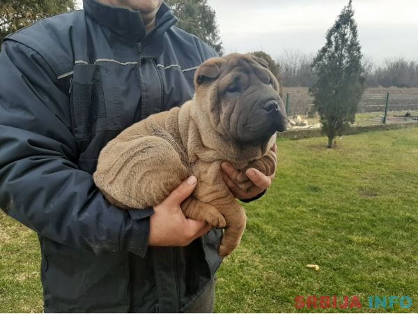 &Scaron;ar pej &scaron;tenci