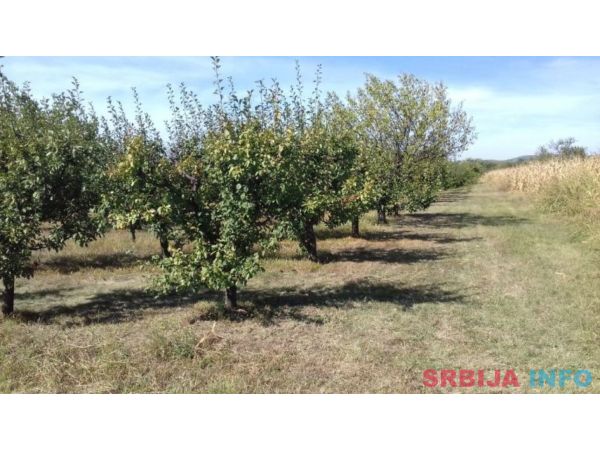 Poljoprivredno zemljiste sa zasadom voca-Irig