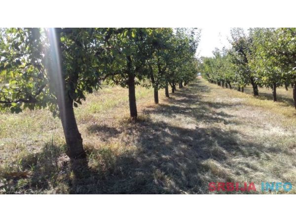 Poljoprivredno zemljiste sa zasadom voca-Irig