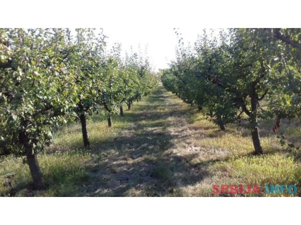 Poljoprivredno zemljiste sa zasadom voca-Irig